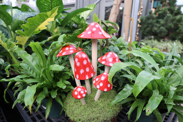 Shroomyz – Funtasmic Collection – Red Polka Dot Variety Pack - Image 2 of 5 | Garden Decor