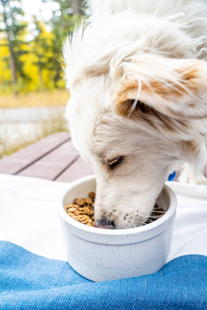 Pet Bowl (Pick by Pack) - Image 5 of 8 | Pet Bowls