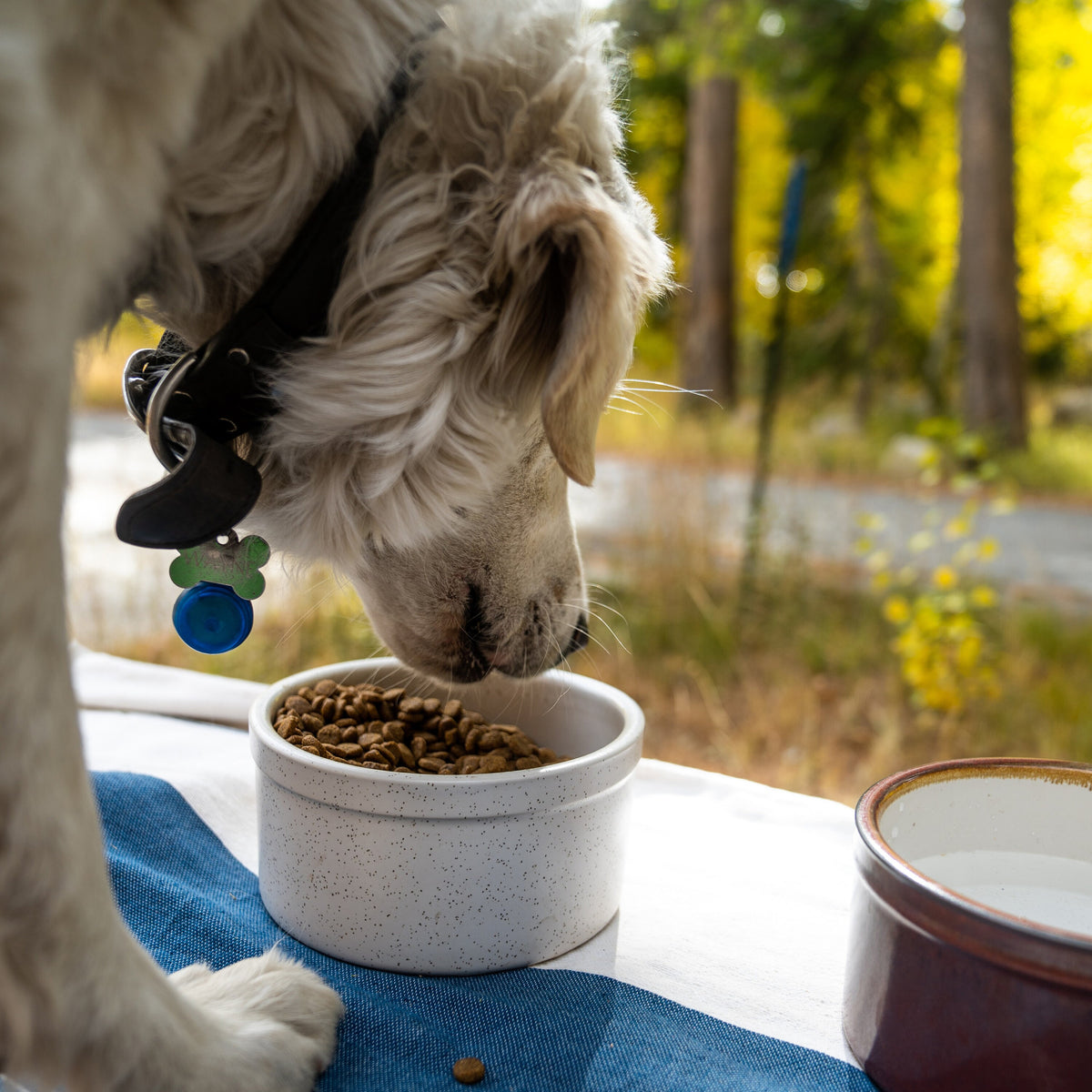 Pet Bowl (Pick by Pack) - Image 8 of 8 | Pet Bowls