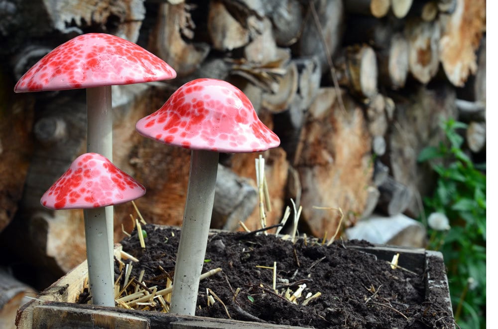 Shroomyz – Funtasmic Collection – Pink Cherry - Image 4 of 8 | Garden Decor
