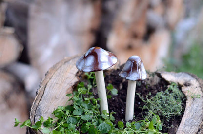 Shroomyz – Natural Collection – Toasty Mallow - Image 6 of 8 | Garden Decor